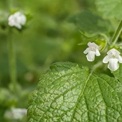 Gifts Mambino Organics Scar Repair Booster 1 Oz Organic, For New Old And Stubborn S...