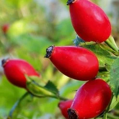 Gifts Mambino Organics Scar Repair Booster 1 Oz Organic, For New Old And Stubborn S...