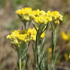 Gifts Mambino Organics Scar Repair Booster 1 Oz Organic, For New Old And Stubborn S...